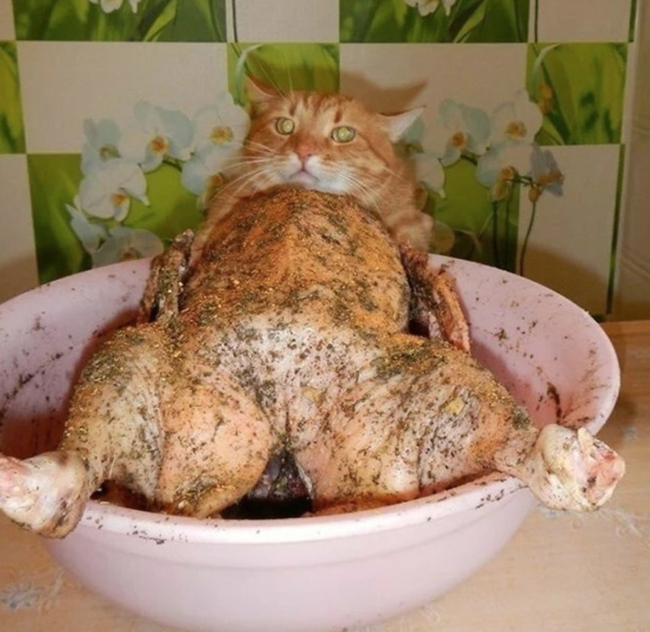 Кот объелся