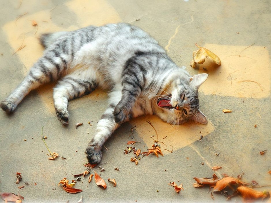 Обожравшийся кот