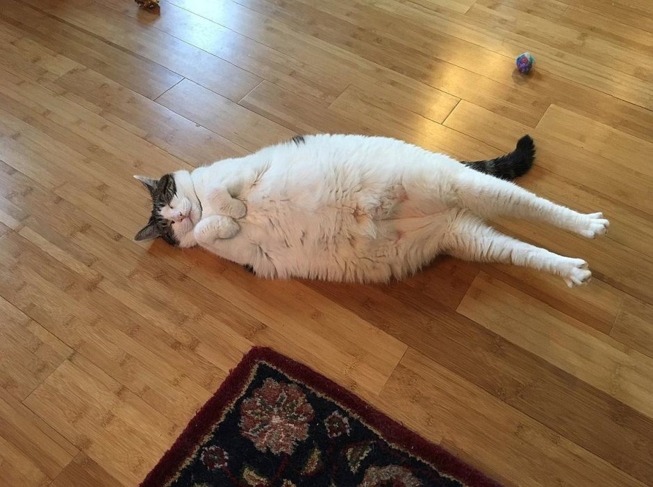 Толстый кот