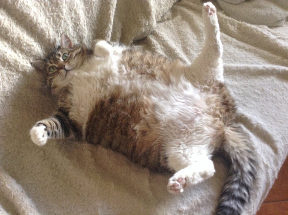 Обожравшийся кот