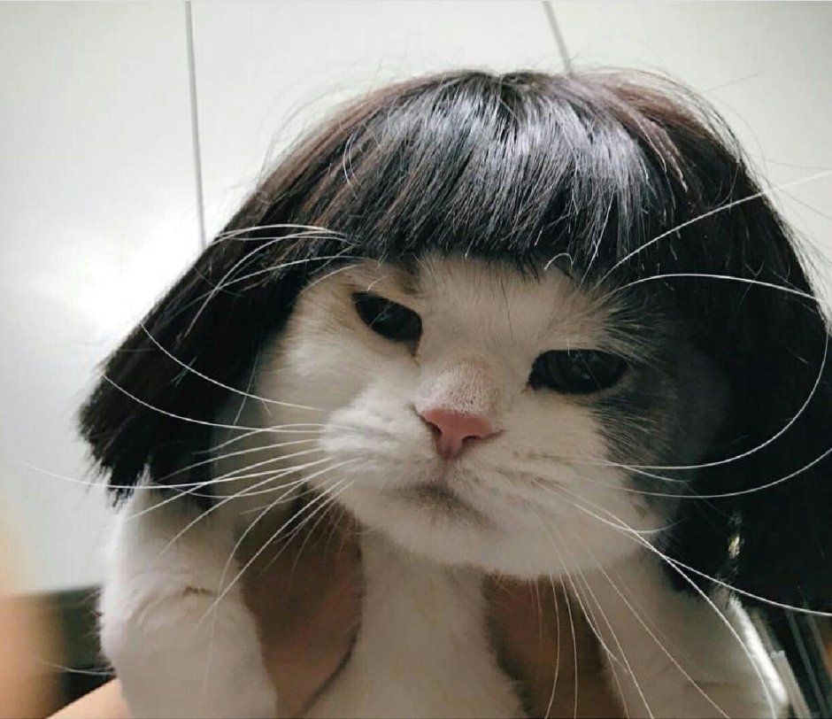 Кот с каре