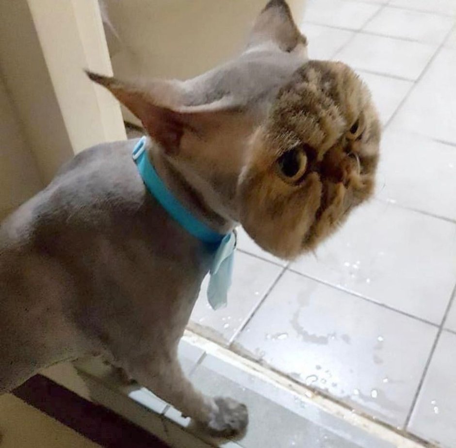 Кошка в очках