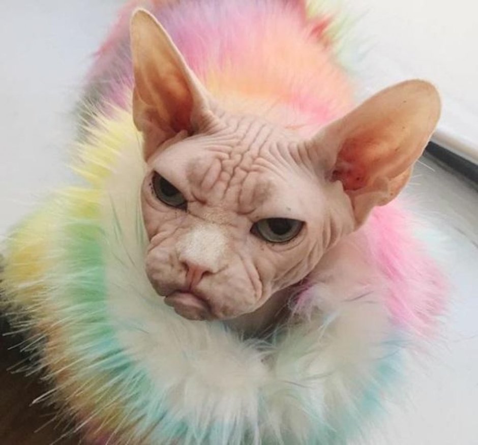 Грумминг шотландских кошек