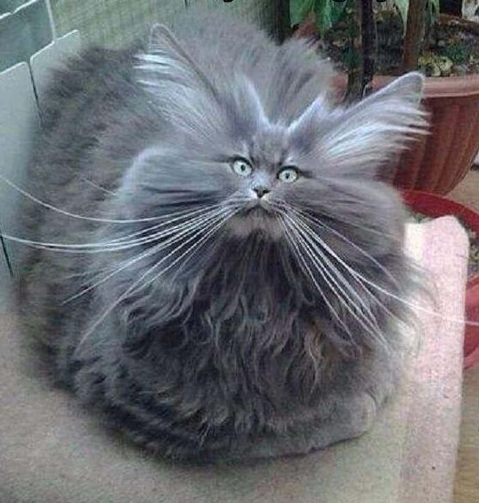Стрижка персидских кошек