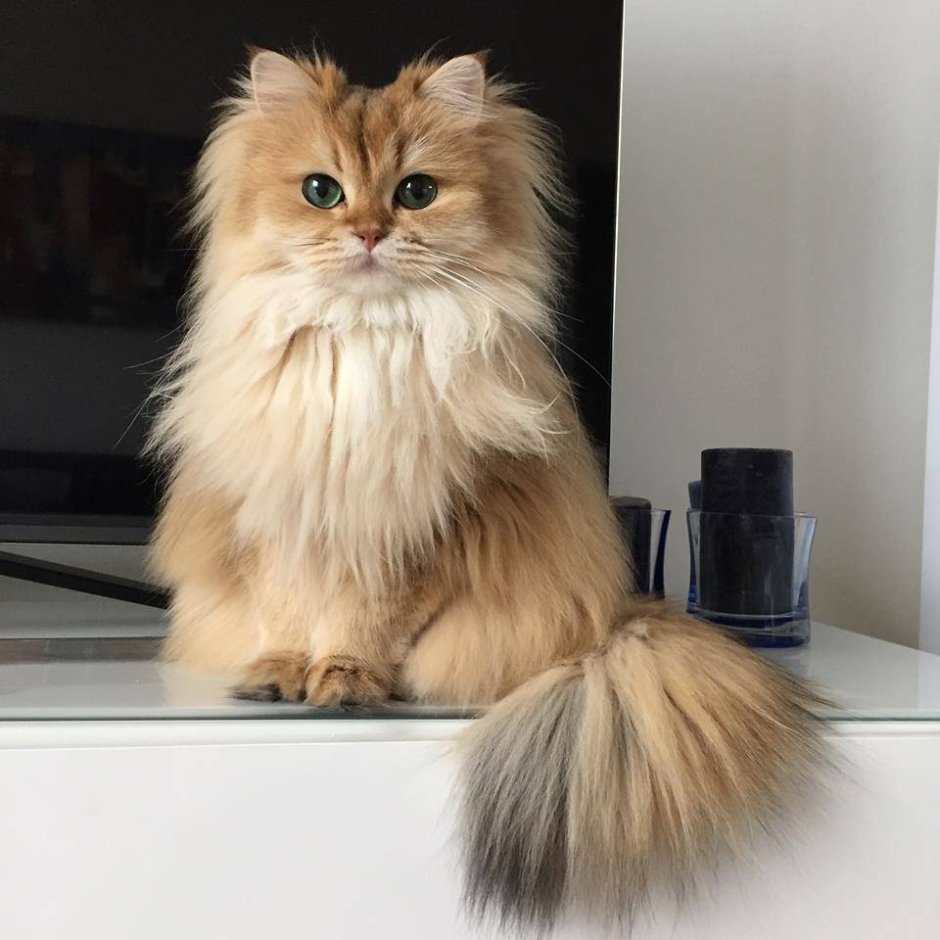 Стрижка кота дракончик