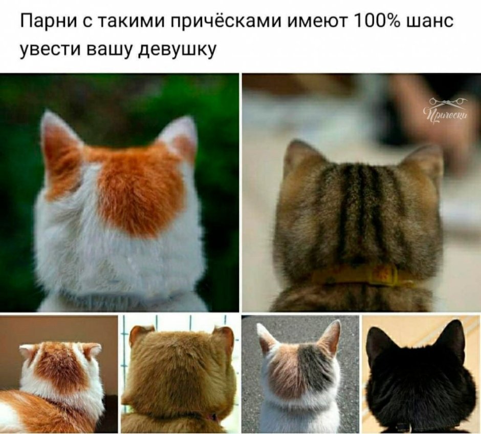 Екелемене Ешкин кот