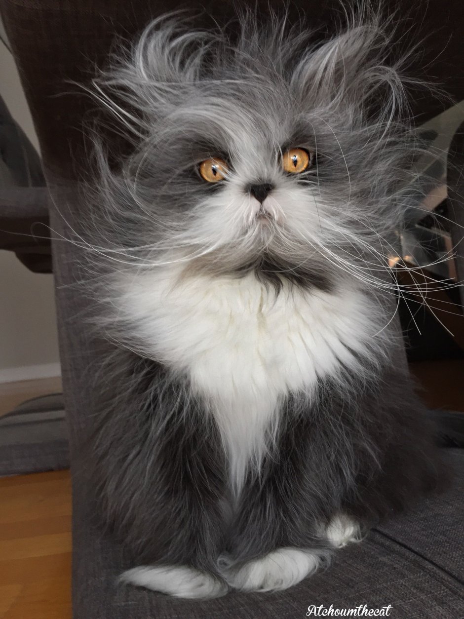 Стрижка кота под Льва