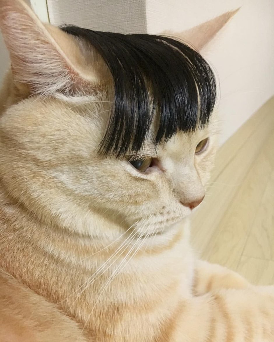 Котик с прической
