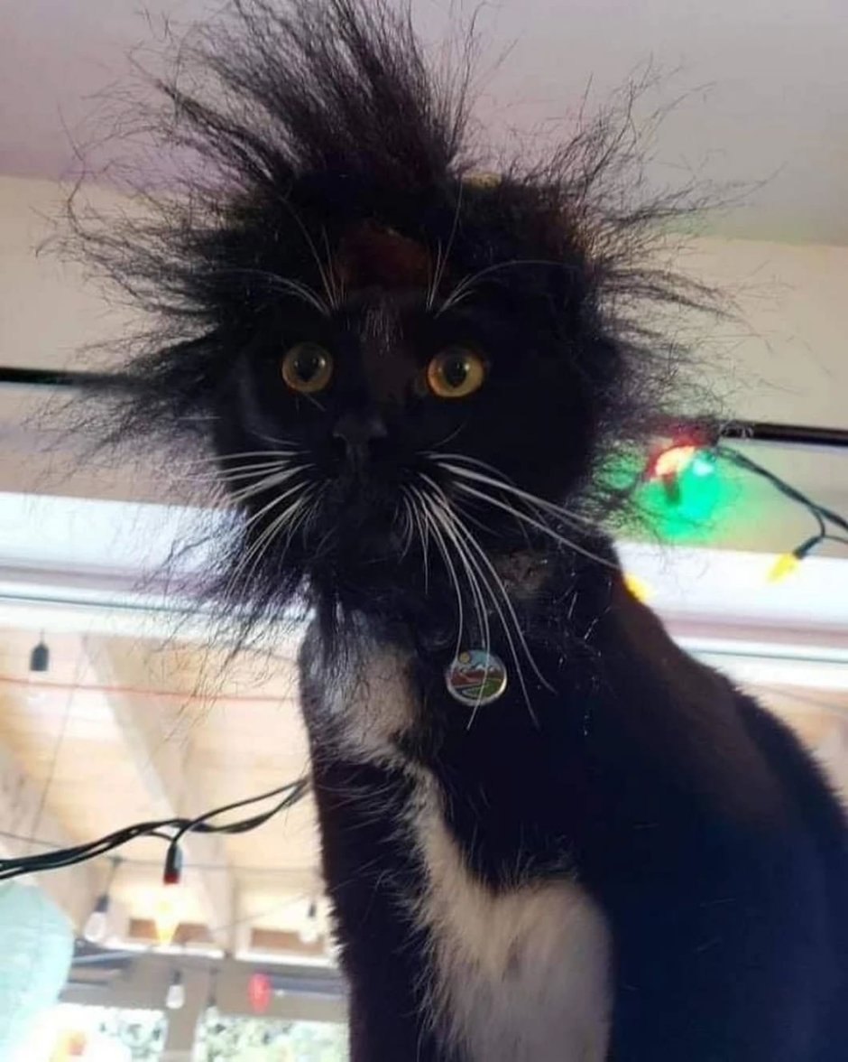 Девушка с котом селфи