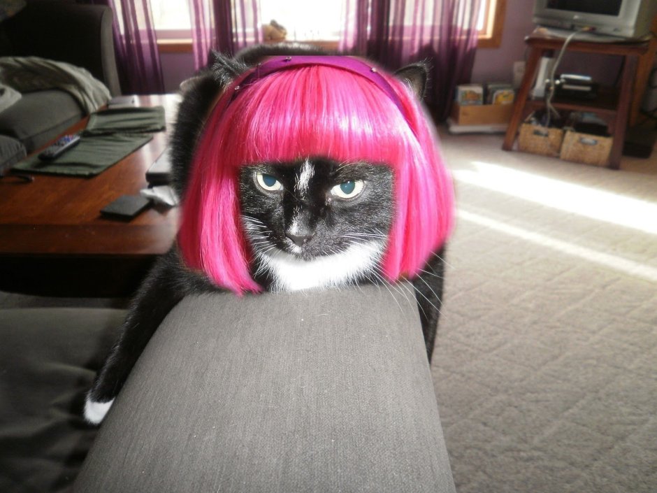 Florida man Breaks into Houses have the Cats head