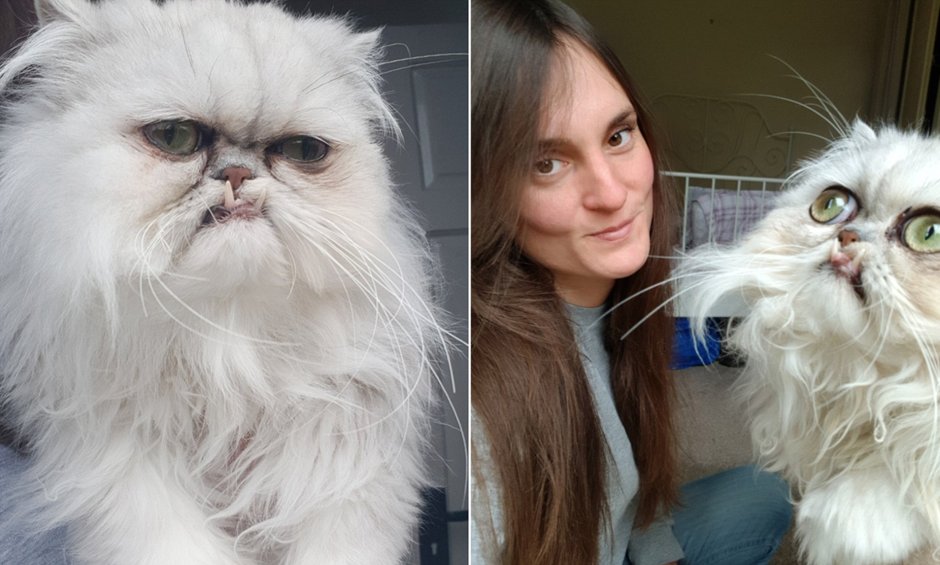 Атчум персидский