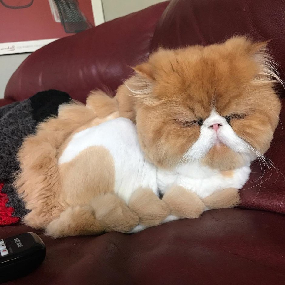 Кошка с волосами
