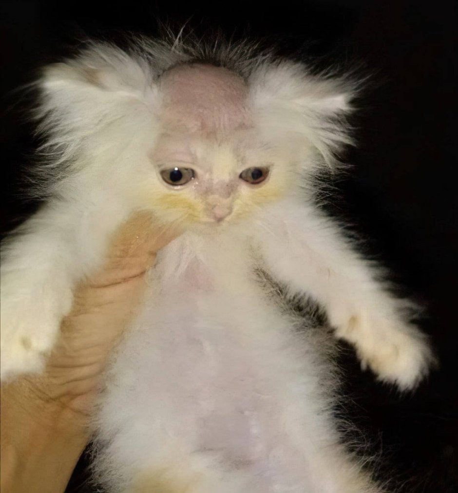 Заколка кошка