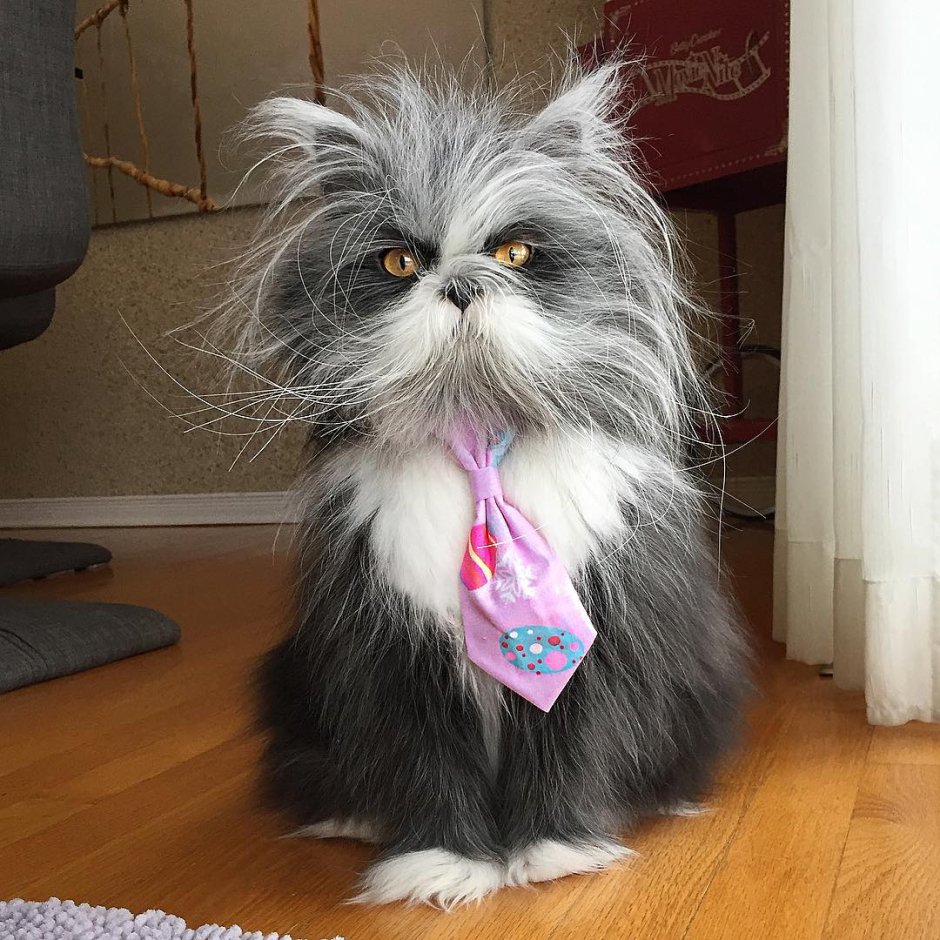 Смешные стрижки котов