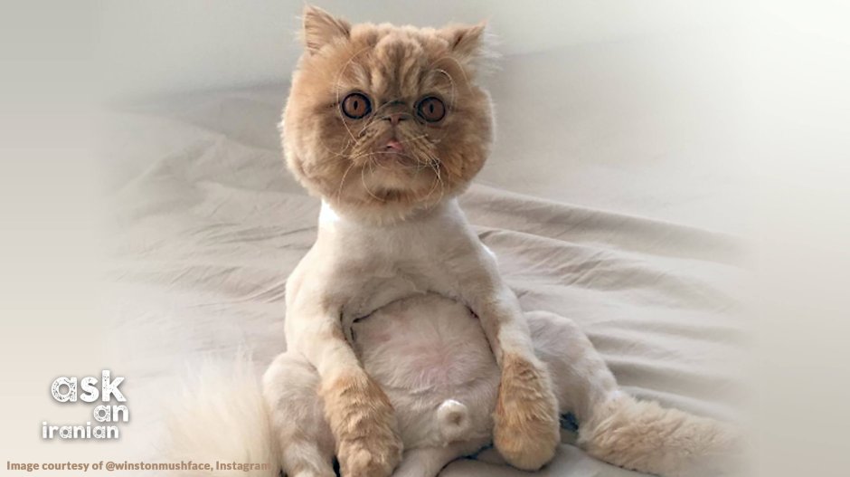 Стрижка кота