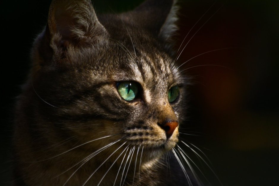 Светло коричневая кошка