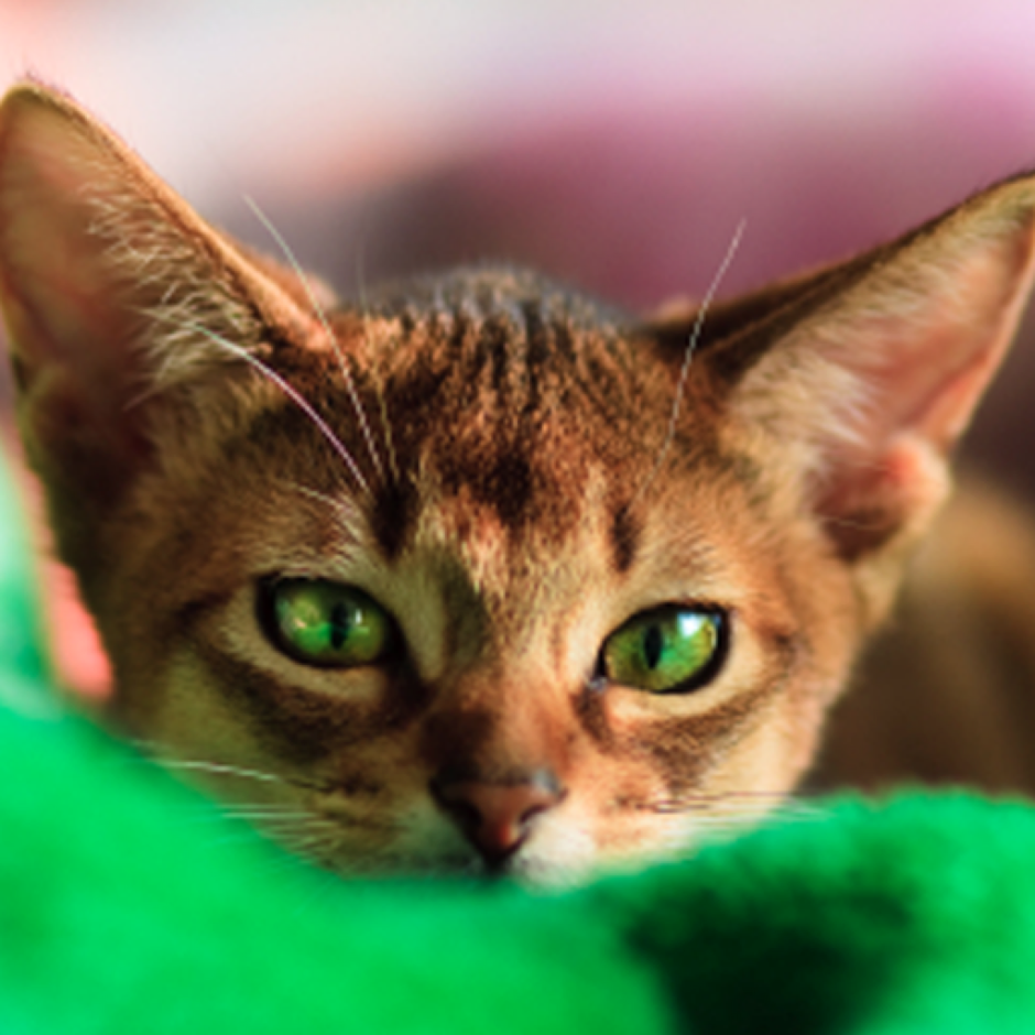 Рыже коричневая кошка