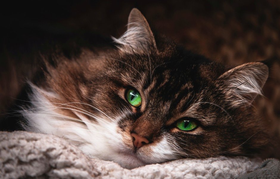 Котик с зелеными глазами