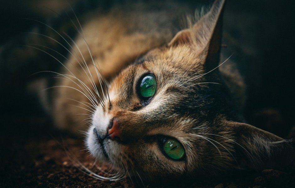 Кот с зелеными глазами