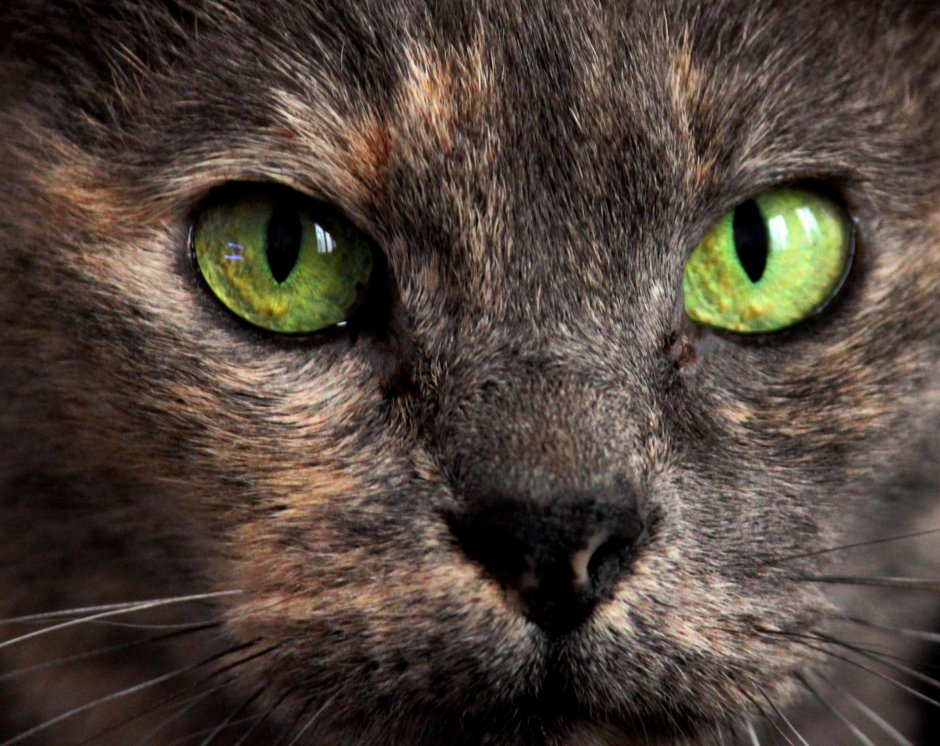 Коричневая кошка