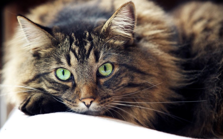 Черненький котенок