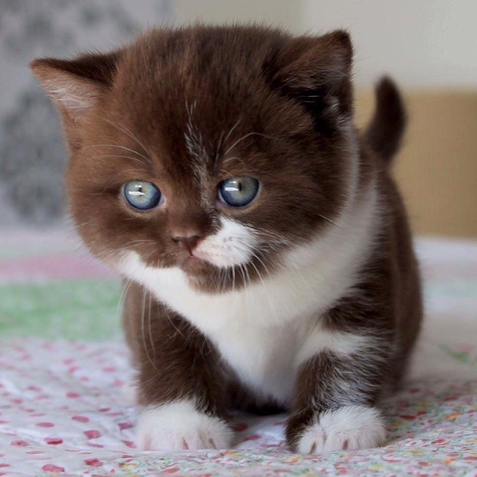 Абиссинский кот коричневый