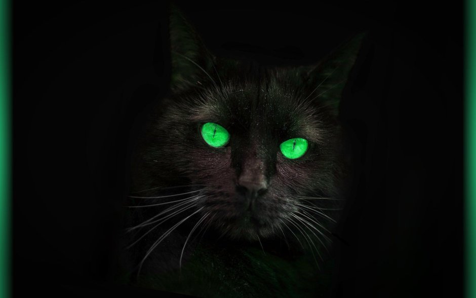 Черная кошка