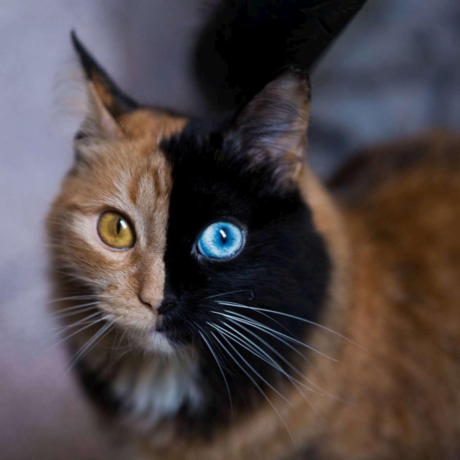 Коричневый кот