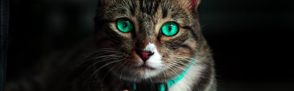 Черно коричневая кошка