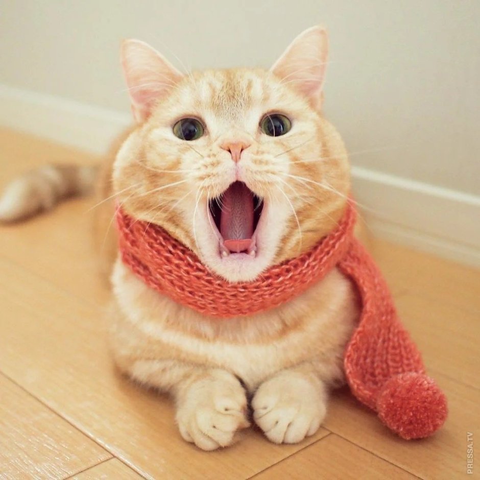 Котик в шарфике