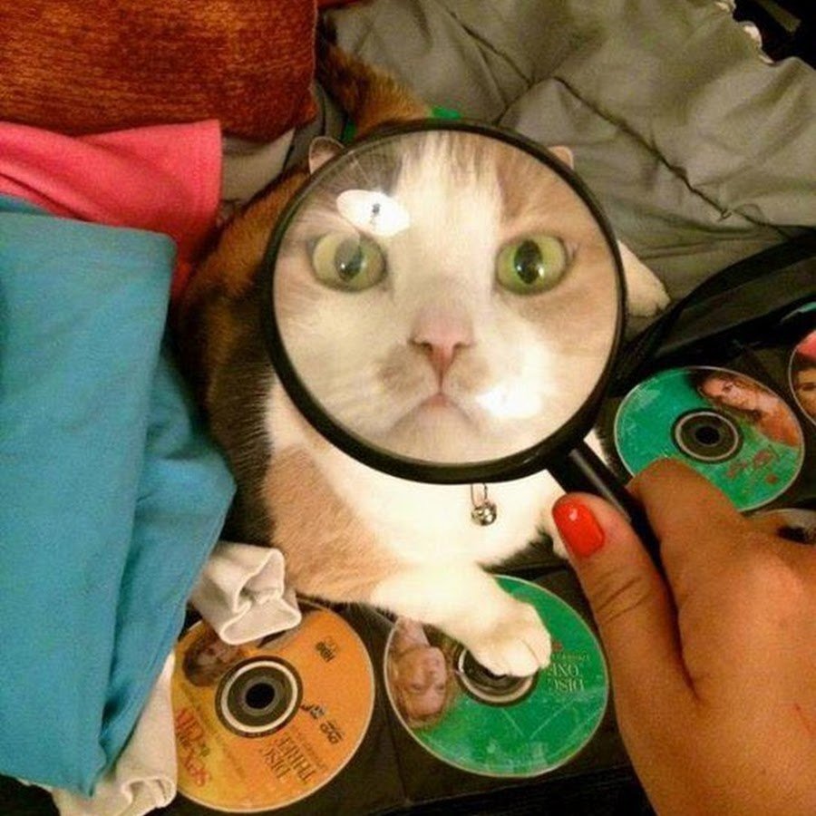Кот с лупой