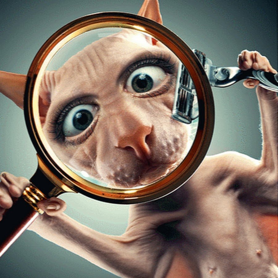 Кот с лупой