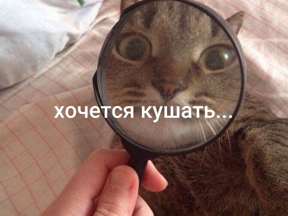 Кот и увеличительное стекло