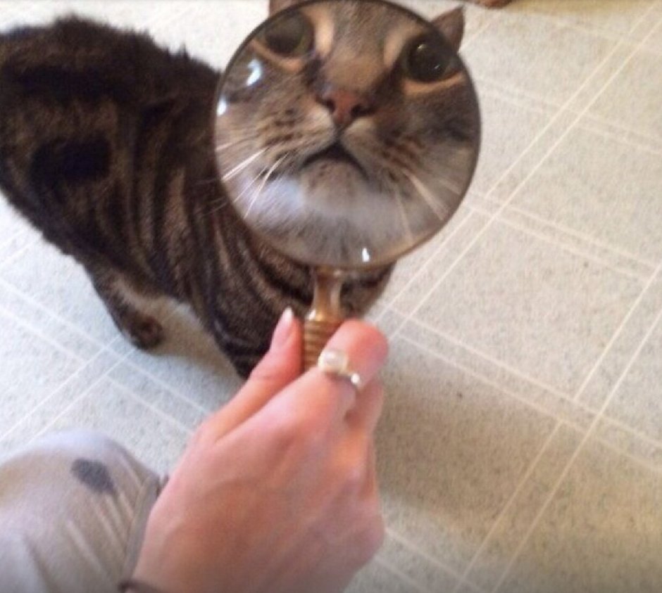 Кот за лупой Мем