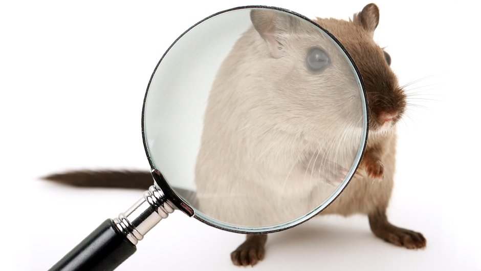 Хомяк с лупой