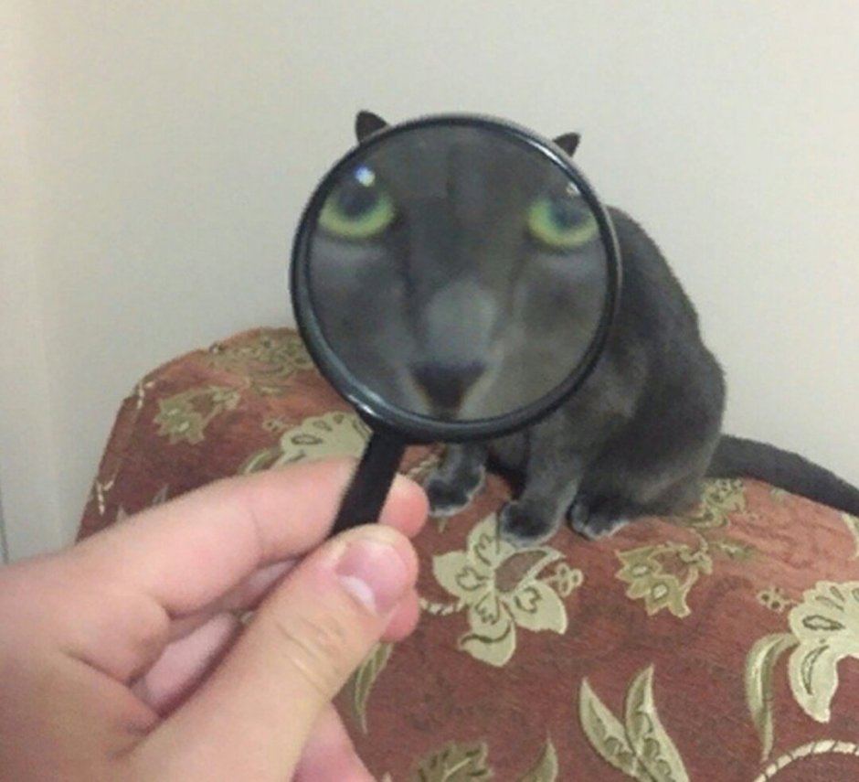 Кот и увеличительное стекло