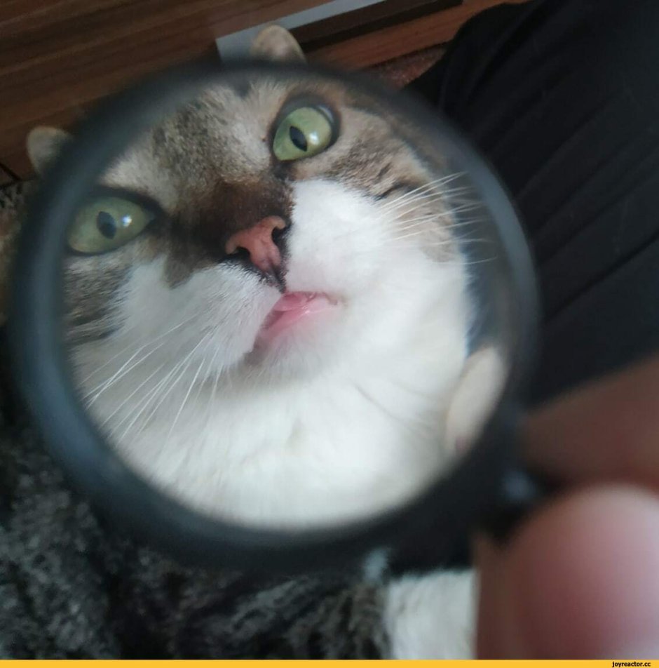 Котик с лупой