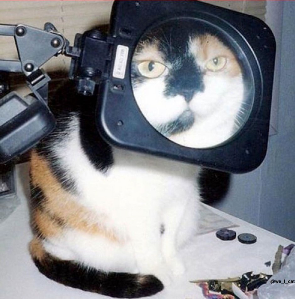 Котенок с лупой