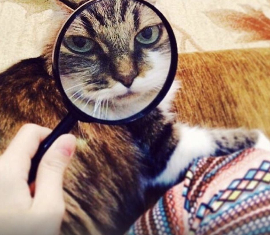 Кошечка с лупой