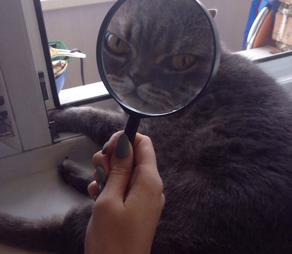 Кот через лупу