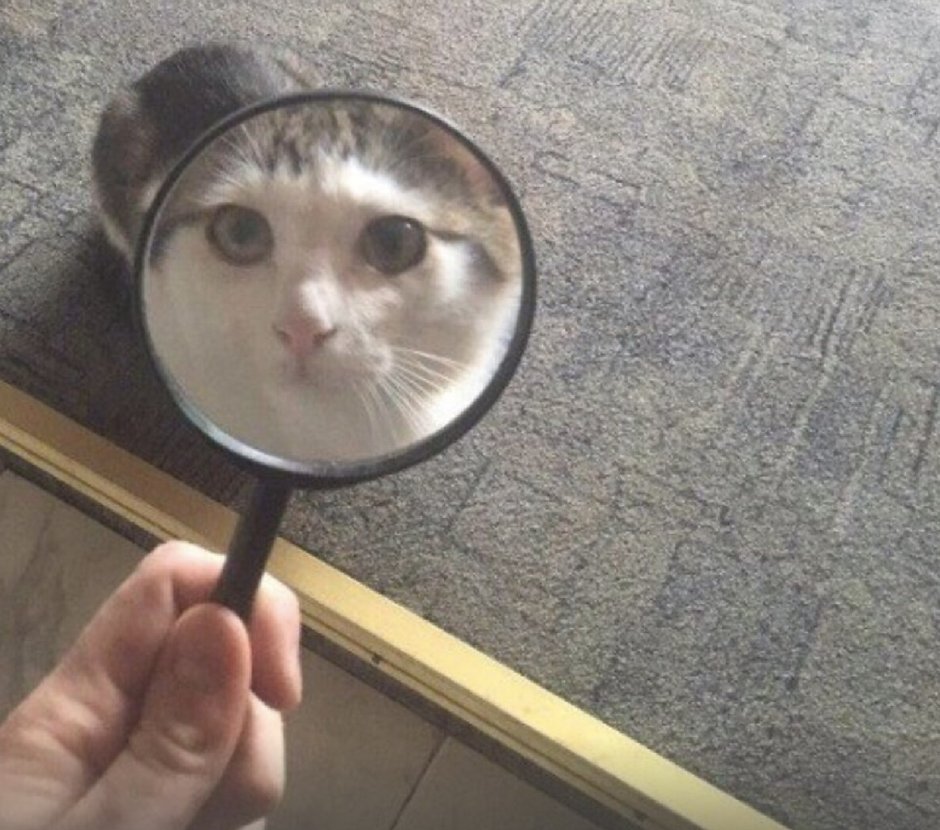 Полищук Тимур Великий Новгород