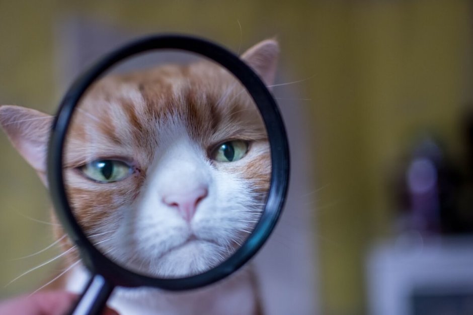 Кот с лупой Мем