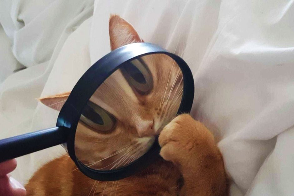 Кот через лупу