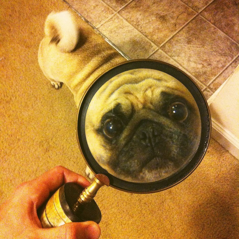 Сова с лупой