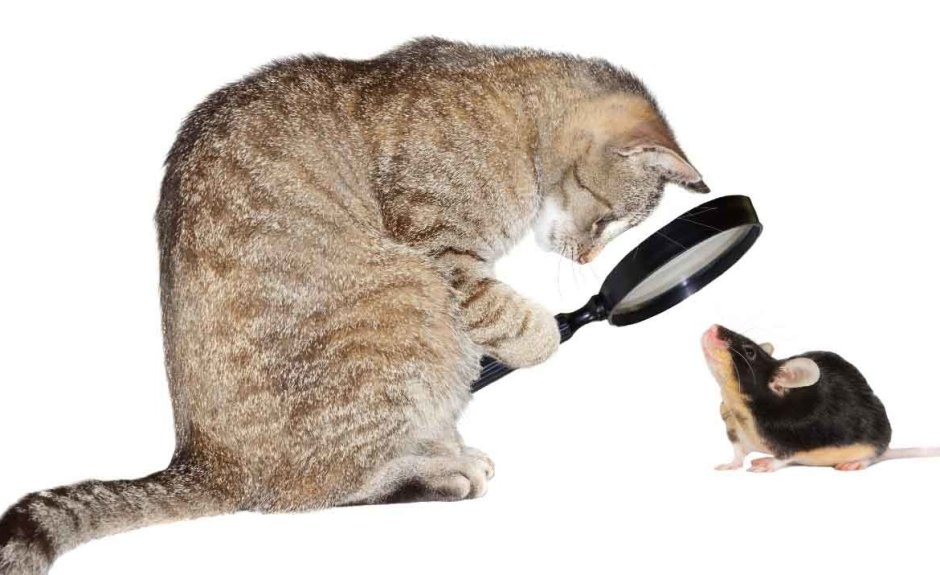 Кот наблюдает за мышью