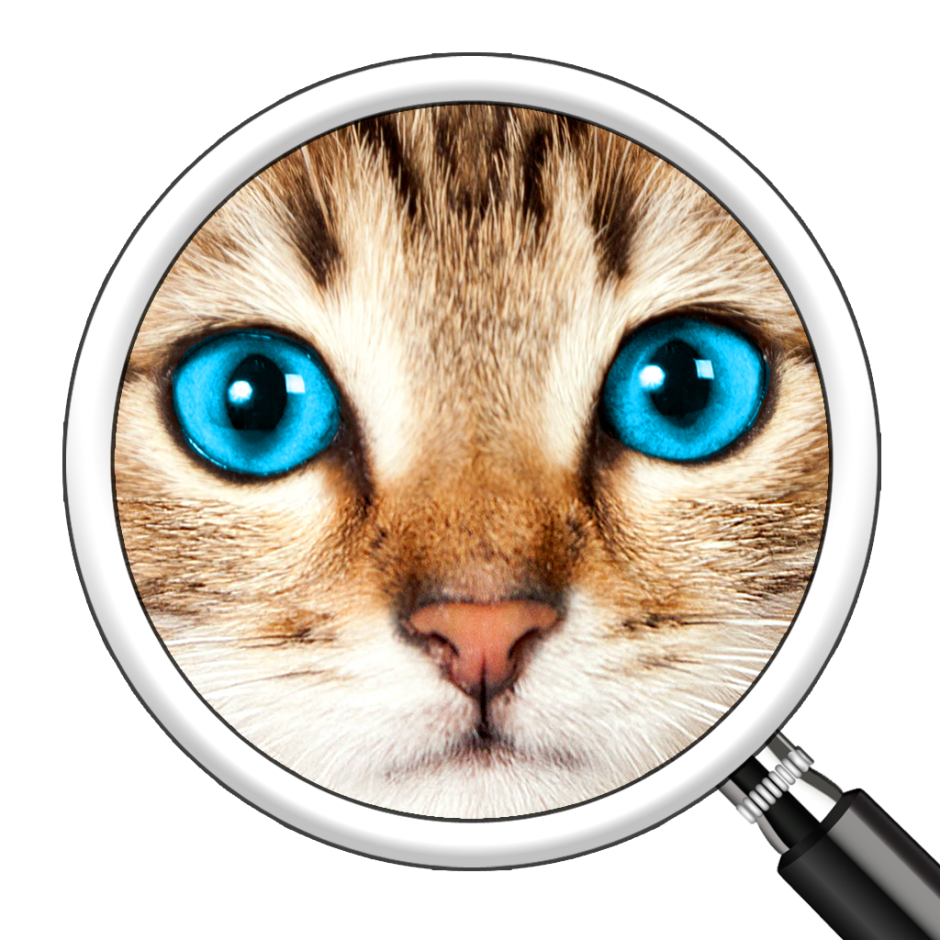 Кот под лупой