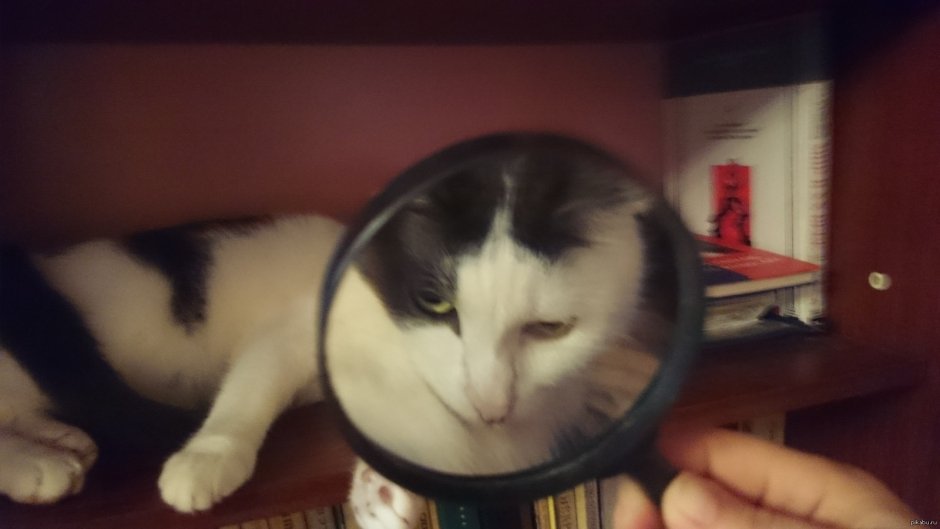 Человек с лупой