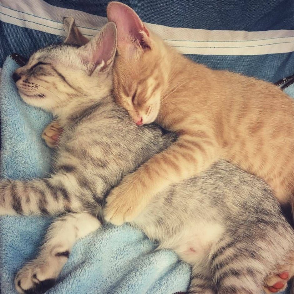 Котята в обнимку