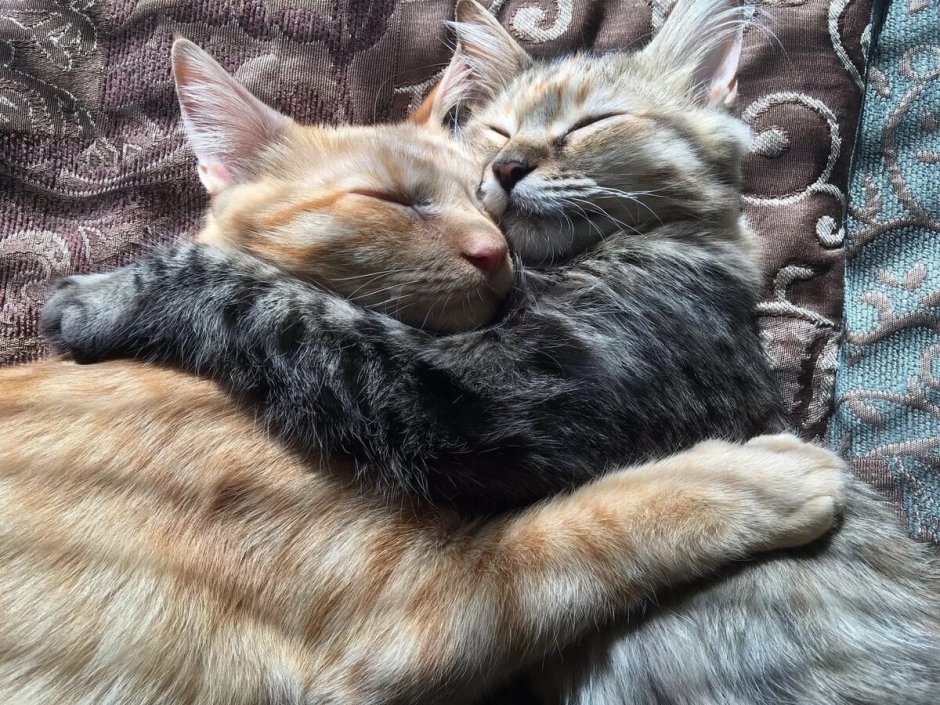 Коты обнимаются