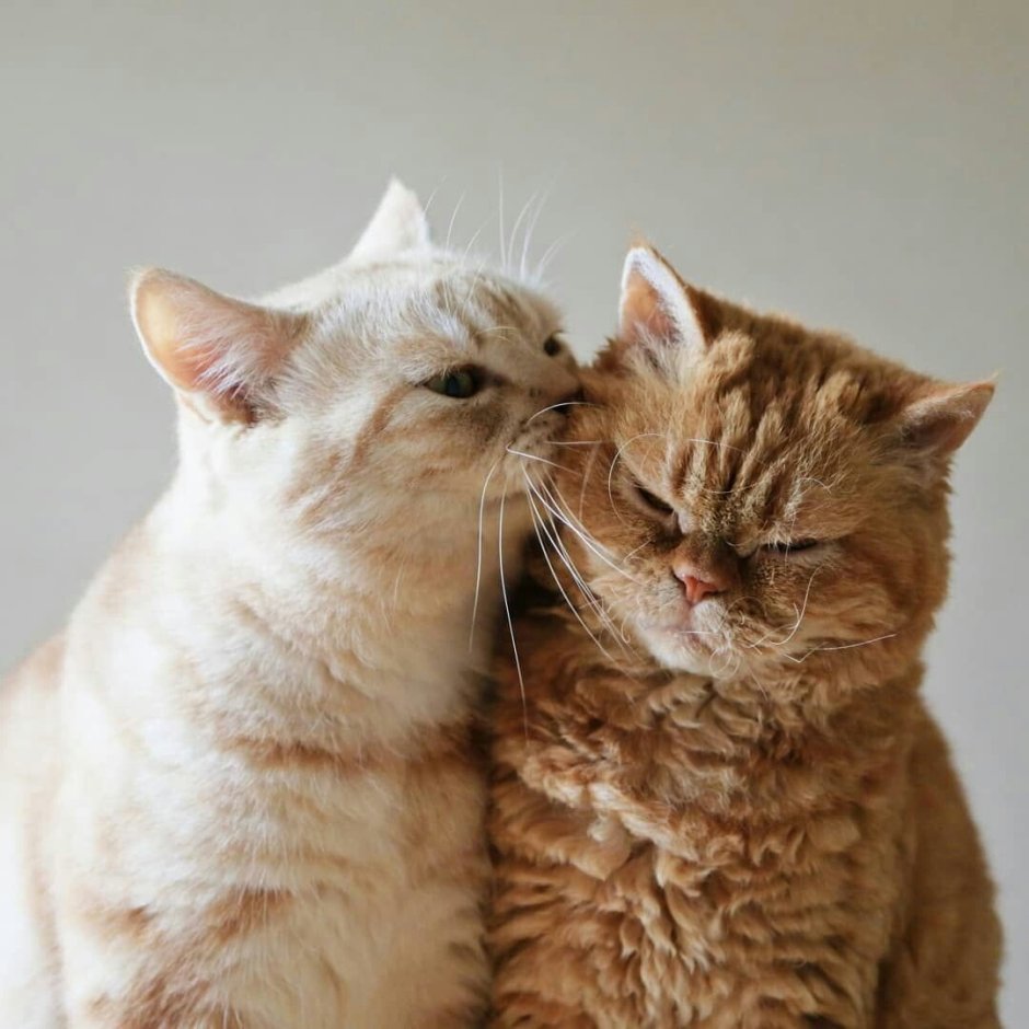 Влюбленные кошки